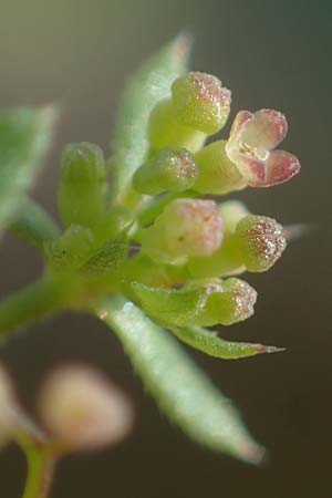 Galium parisiense var. leiocarpum \ Kahles Pariser Labkraut / Bald Wall Bedstraw, D Mannheim 5.6.2021