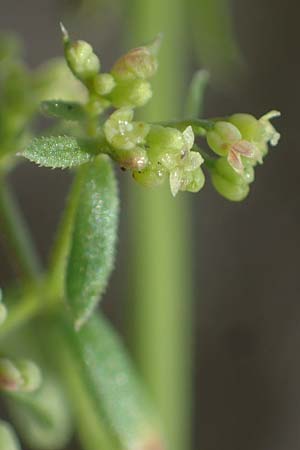 Galium parisiense var. leiocarpum \ Kahles Pariser Labkraut / Bald Wall Bedstraw, D Mannheim 5.6.2021