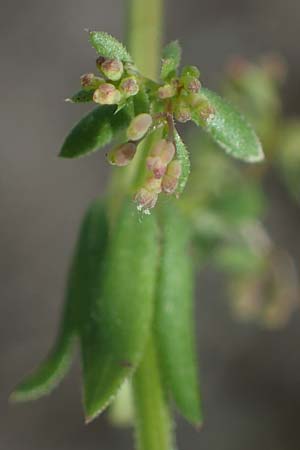 Galium parisiense var. leiocarpum \ Kahles Pariser Labkraut / Bald Wall Bedstraw, D Mannheim 5.6.2021