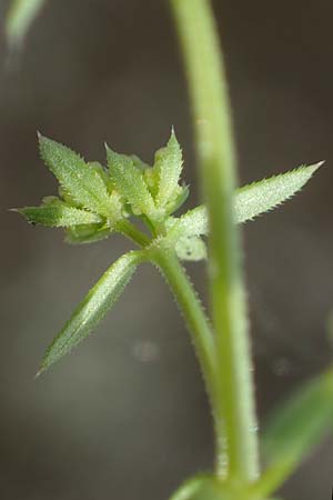 Galium parisiense var. leiocarpum \ Kahles Pariser Labkraut / Bald Wall Bedstraw, D Mannheim 5.6.2021
