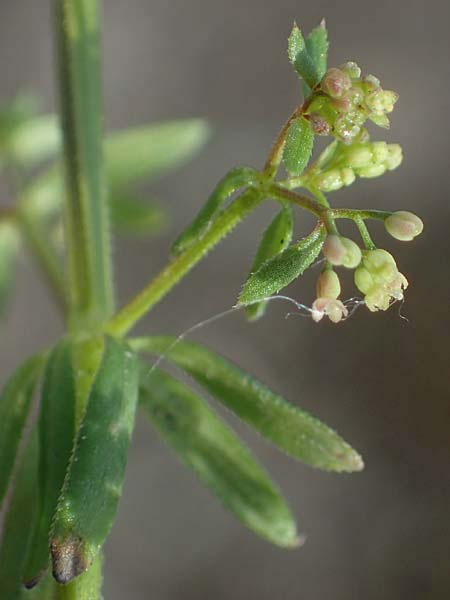 Galium parisiense var. leiocarpum \ Kahles Pariser Labkraut / Bald Wall Bedstraw, D Mannheim 5.6.2021