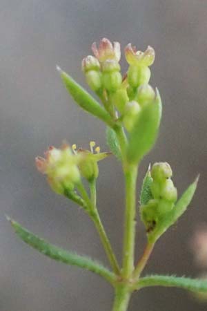 Galium parisiense var. leiocarpum \ Kahles Pariser Labkraut / Bald Wall Bedstraw, D Mannheim 5.6.2021