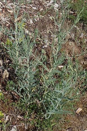 Gypsophila paniculata \ Schleierkraut / Chalk Plant, Baby's Breath, D Sandhausen 19.6.2011