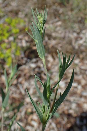 Gypsophila paniculata \ Schleierkraut / Chalk Plant, Baby's Breath, D Sandhausen 19.6.2011