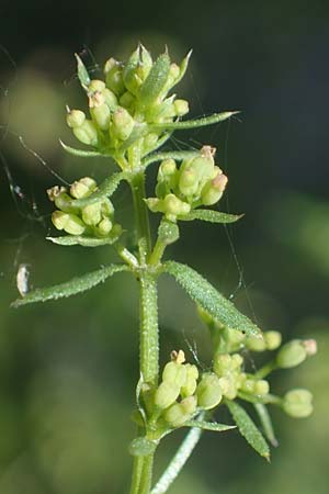 Galium parisiense var. leiocarpum \ Kahles Pariser Labkraut / Bald Wall Bedstraw, D Mannheim 19.6.2021