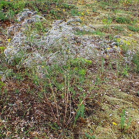 Gypsophila paniculata \ Schleierkraut / Chalk Plant, Baby's Breath, D Sandhausen 30.6.2011