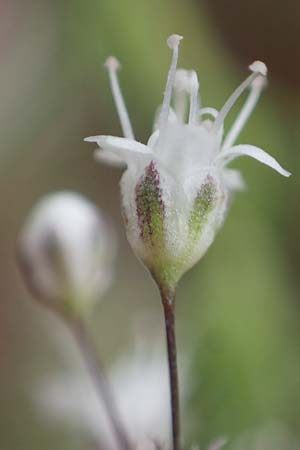 Gypsophila paniculata \ Schleierkraut / Chalk Plant, Baby's Breath, D Sandhausen 30.6.2011