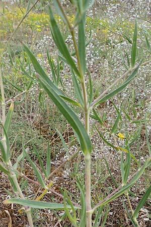 Gypsophila paniculata \ Schleierkraut / Chalk Plant, Baby's Breath, D Sandhausen 30.6.2011