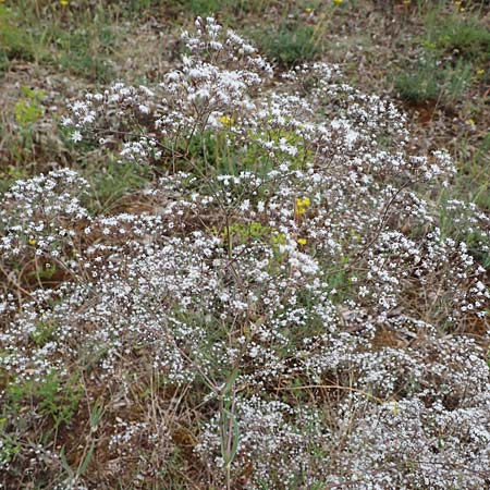 Gypsophila paniculata \ Schleierkraut / Chalk Plant, Baby's Breath, D Sandhausen 30.6.2011