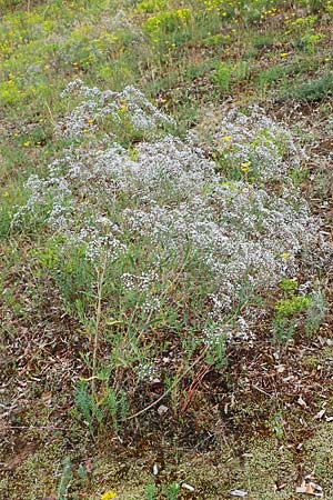 Gypsophila paniculata \ Schleierkraut / Chalk Plant, Baby's Breath, D Sandhausen 30.6.2011