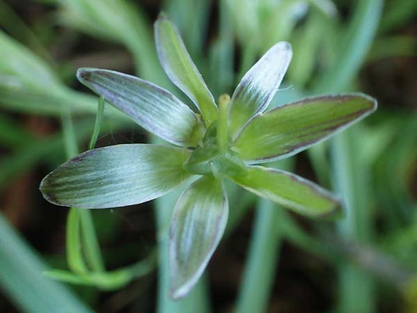 Gagea pratensis \ Wiesen-Gelbstern / Meadow Gagea, D Bockenheim 20.4.2022