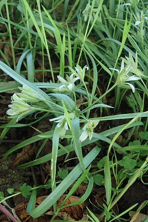 Gagea pratensis \ Wiesen-Gelbstern / Meadow Gagea, D Bockenheim 20.4.2022
