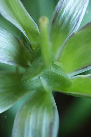 Gagea pratensis \ Wiesen-Gelbstern / Meadow Gagea, D Bockenheim 20.4.2022