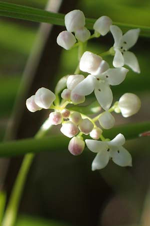 Galium palustre agg. \ Sumpf-Labkraut / Common Marsh Bedstraw, D M&ouml;rfelden 30.5.2023