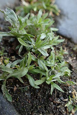 Gnaphalium pensylvanicum \ Pennsylanisches Schein-Ruhrkraut, D Gie&szlig;en 12.6.2023