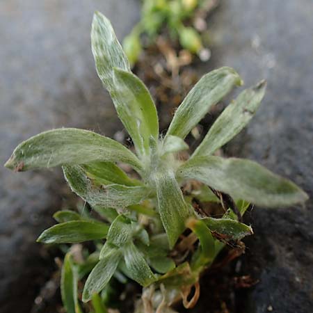 Gnaphalium pensylvanicum \ Pennsylanisches Schein-Ruhrkraut, D Gie&szlig;en 12.6.2023