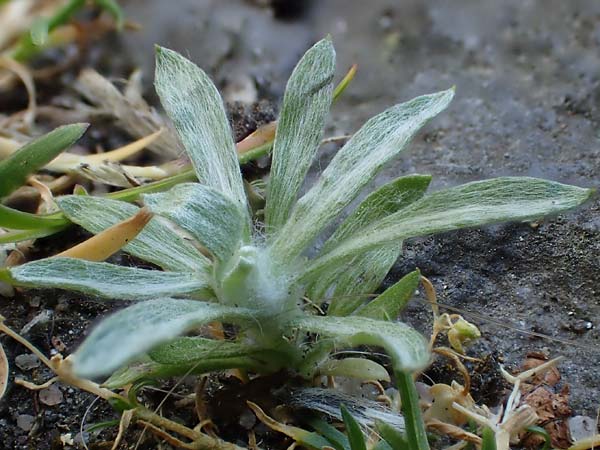 Gnaphalium pensylvanicum \ Pennsylanisches Schein-Ruhrkraut, D Gie&szlig;en 12.6.2023
