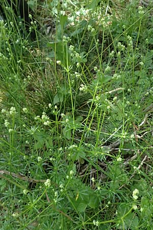 Galium pumilum \ Heide-Labkraut, Zierliches Labkraut / Slender Bedstraw, D Eiersheim 31.5.2025