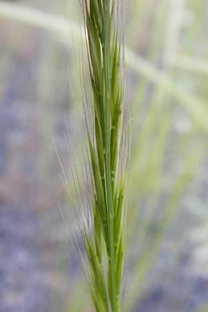 Festuca myuros \ M�useschwanz-Federschwingel, Gew�hnlicher Federschwingel / Rat's-Tail Fescue, D Mannheim 13.5.2015