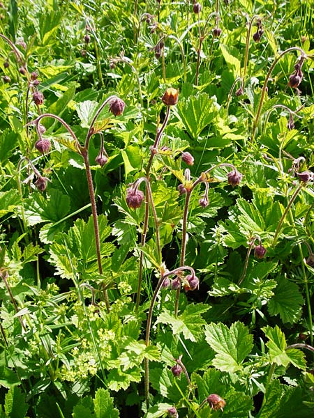 Geum rivale \ Bach-Nelkenwurz / Water Avens, D Kohlstetten 2.6.2015