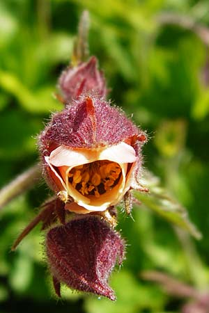 Geum rivale \ Bach-Nelkenwurz / Water Avens, D Kohlstetten 2.6.2015