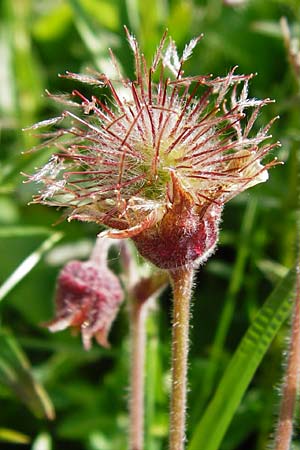 Geum rivale \ Bach-Nelkenwurz / Water Avens, D Kohlstetten 2.6.2015