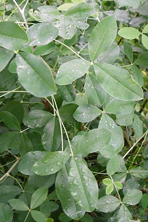 Laburnum alpinum \ Alpen-Goldregen / Alpine Golden Chain, Scottish Golden Chain, D Wurmlingen 20.6.2015