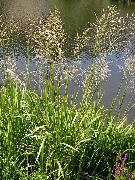 Glyceria maxima \ Wasser-Schwaden / Reed Manna Grass, Reed Sweet Grass, D Runkel an der Lahn 1.8.2015