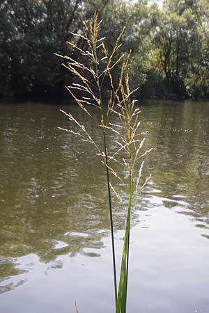 Glyceria maxima \ Wasser-Schwaden / Reed Manna Grass, Reed Sweet Grass, D Runkel an der Lahn 1.8.2015