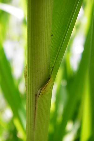 Glyceria maxima \ Wasser-Schwaden / Reed Manna Grass, Reed Sweet Grass, D Runkel an der Lahn 1.8.2015