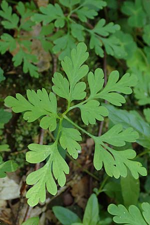 Geranium robertianum \ Stinkender Storchschnabel, Ruprechtskraut / Herb Robert, D Schwarzwald/Black-Forest, Wild-Renchtal 7.8.2015