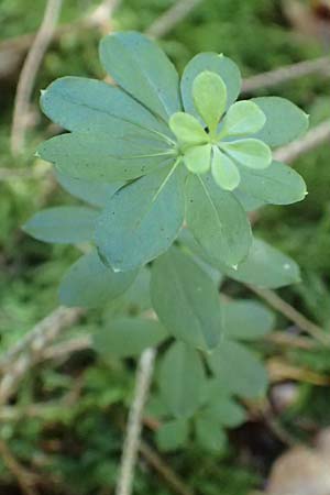 Galium sylvaticum \ Wald-Labkraut / Wood Bedstraw, D Weyarn 7.8.2016