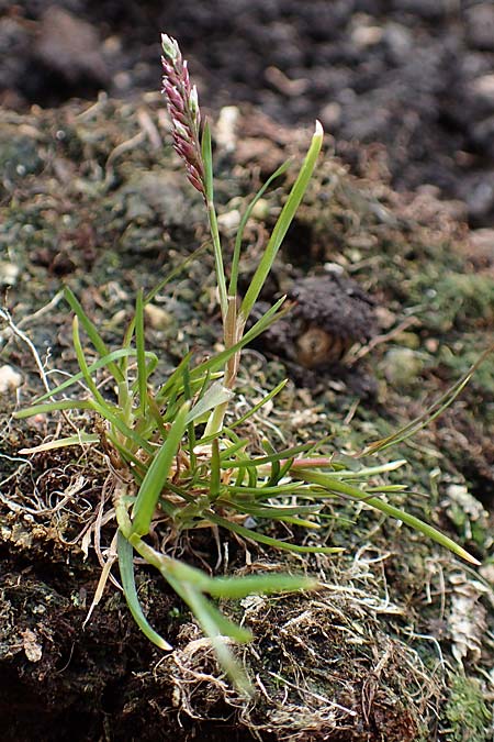 Poa infirma \ Fr&uuml;hlings-Rispengras / Early Meadow Grass, Weak Blue Grass, D Mannheim 6.3.2017
