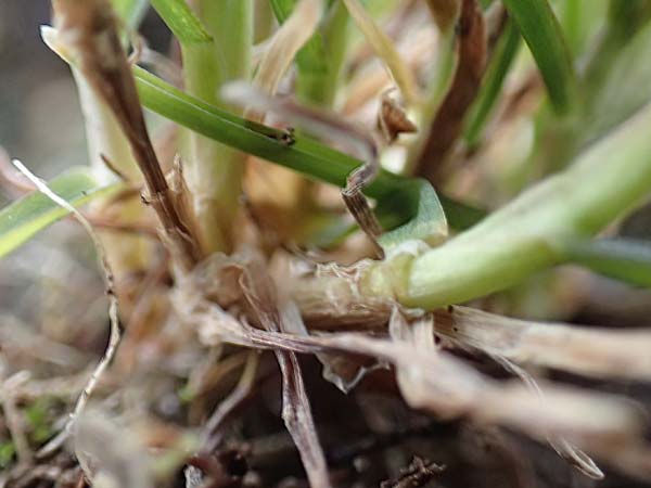 Poa infirma \ Fr&uuml;hlings-Rispengras / Early Meadow Grass, Weak Blue Grass, D Mannheim 6.3.2017