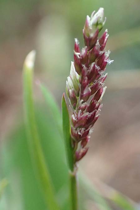 Poa infirma \ Fr&uuml;hlings-Rispengras / Early Meadow Grass, Weak Blue Grass, D Mannheim 6.3.2017