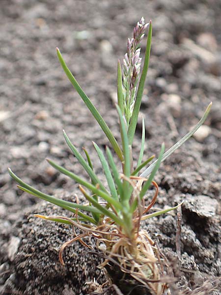 Poa infirma \ Fr&uuml;hlings-Rispengras / Early Meadow Grass, Weak Blue Grass, D Mannheim 29.3.2017