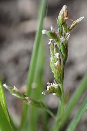 Poa infirma \ Fr&uuml;hlings-Rispengras / Early Meadow Grass, Weak Blue Grass, D Mannheim 29.3.2017