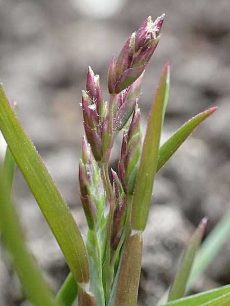 Poa infirma \ Fr&uuml;hlings-Rispengras / Early Meadow Grass, Weak Blue Grass, D Mannheim 29.3.2017