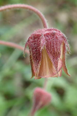 Geum rivale \ Bach-Nelkenwurz / Water Avens, D K&auml;mpfelbach 29.4.2017