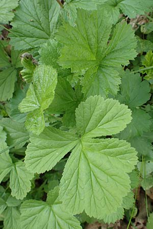 Geum rivale \ Bach-Nelkenwurz / Water Avens, D K&auml;mpfelbach 29.4.2017