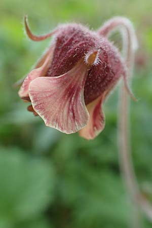 Geum rivale \ Bach-Nelkenwurz / Water Avens, D K&auml;mpfelbach 29.4.2017