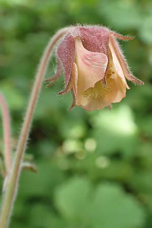 Geum rivale, Bach-Nelkenwurz