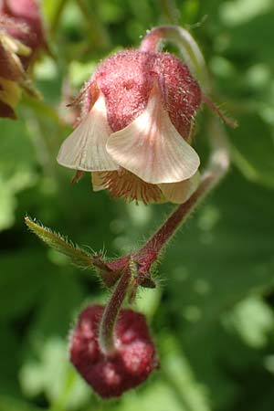 Geum rivale \ Bach-Nelkenwurz / Water Avens, D K&auml;mpfelbach 29.4.2017
