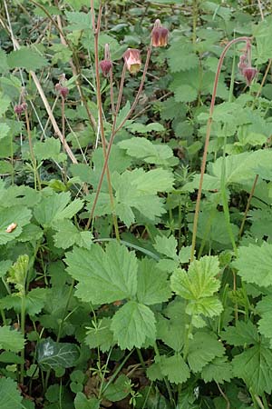 Geum rivale \ Bach-Nelkenwurz / Water Avens, D K&auml;mpfelbach 29.4.2017