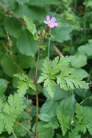Geranium robertianum \ Stinkender Storchschnabel, Ruprechtskraut / Herb Robert, D Aachen 24.5.2018