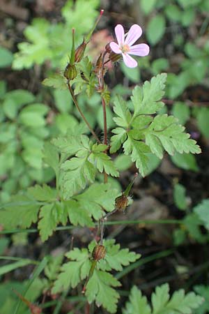 Geranium robertianum \ Stinkender Storchschnabel, Ruprechtskraut / Herb Robert, D Aachen 24.5.2018