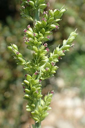 Setaria verticilliformis, Zweifelhafte Borstenhirse, Kurzborsten-Borstenhirse