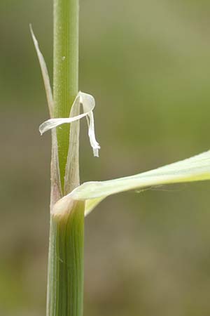 Calamagrostis epigejos \ Land-Reitgras / Wood Small Reed, D Waltrop 14.6.2018