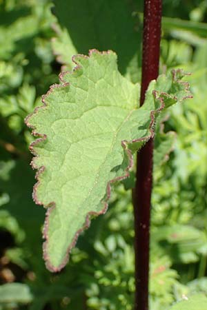 Campanula rapunculoides \ Acker-Glockenblume / Creeping Bellflower, D Gr&uuml;nstadt-Asselheim 19.6.2018