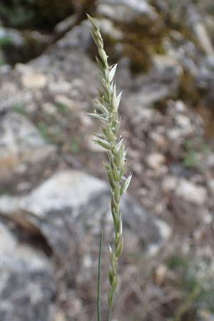 Koeleria pyramidata \ Pyramiden-Kammschmiele / Pyramidal Hair Grass, D Beuron 26.6.2018